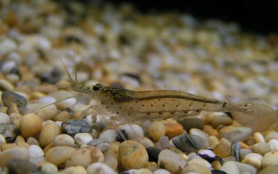 Alimentation de la Crevette Amano