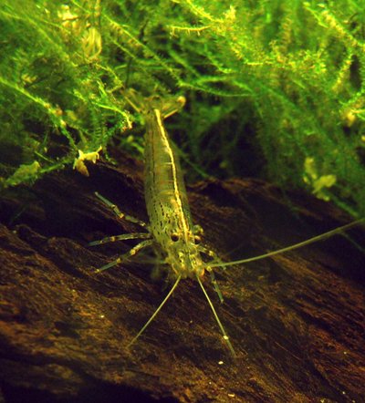 Aquarium de la Crevette Amano