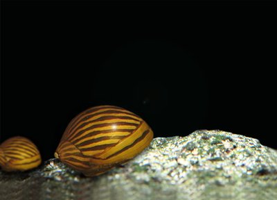 Alimentation de l'Escargot Neritina