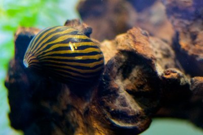 Aquarium de l'Escargot Neritina