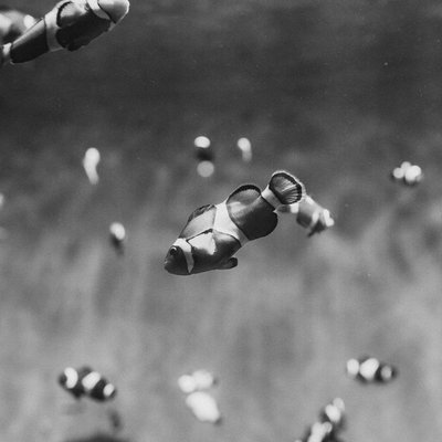 Poisson-clown - Caractéristiques du Poisson-clown