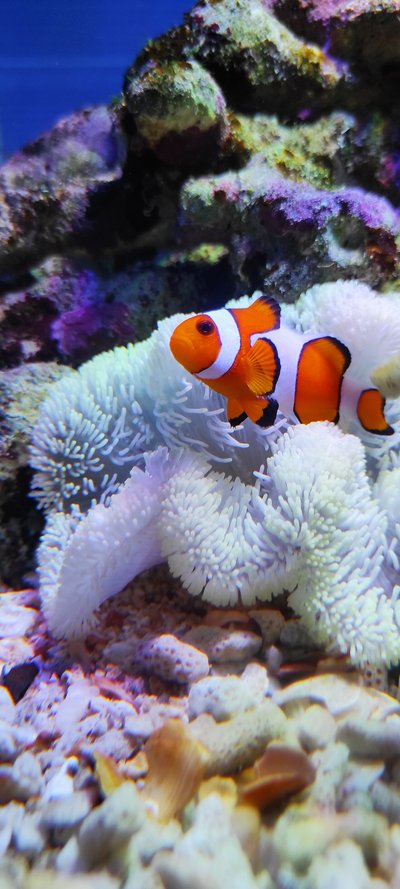 Aquarium du Poisson-clown