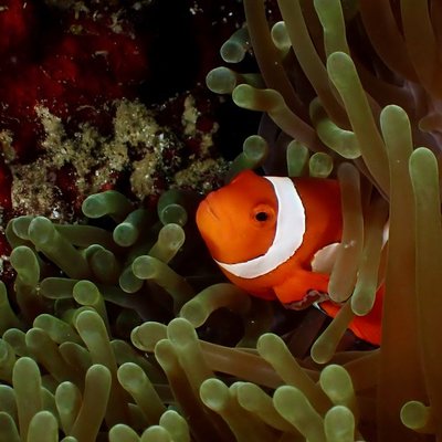 Poisson-clown - Couple, hiérarchie et anémone