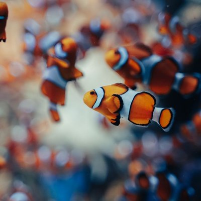Poisson-clown - Santé du Poisson-clown