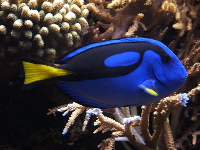 Aquarium du Chirurgien bleu