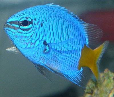Aquarium de la Demoiselle à queue jaune