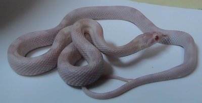 Terrarium du Serpent des blés
