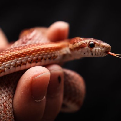 Serpent des blés - Manipulation et comportement