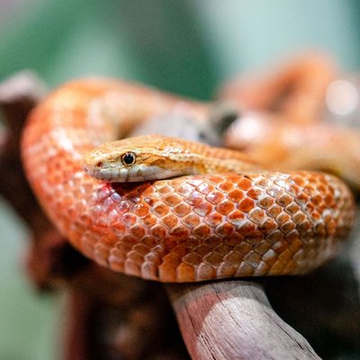 Serpent des blés - Santé du Serpent des blés
