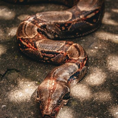 Boa constrictor - Caractéristiques du Boa constrictor