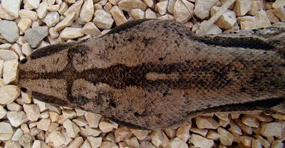 Terrarium du Boa constrictor