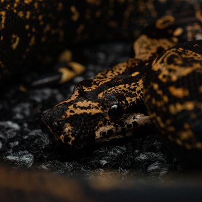 Boa constrictor - Manipulation, sécurité et comportement