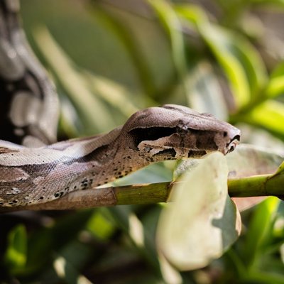 Boa constrictor - Santé du Boa constrictor