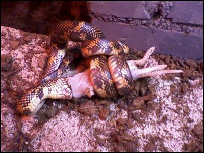 Terrarium du Serpent roi de Californie