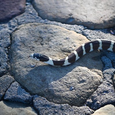Serpent roi de Californie - Manipulation et comportement