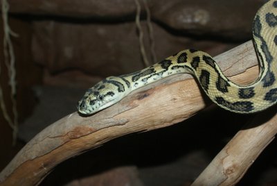 Terrarium du Python tapis