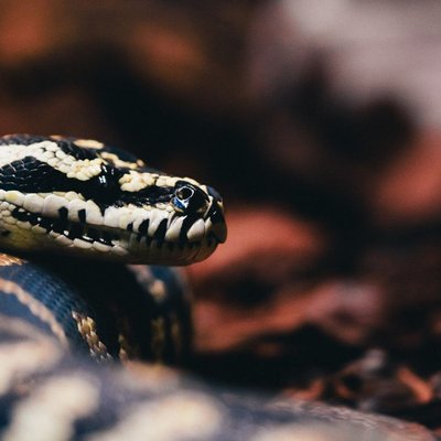Python tapis - Manipulation et comportement