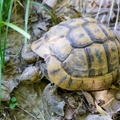 Tortue d'Hermann - Caractéristiques de la Tortue d'Hermann