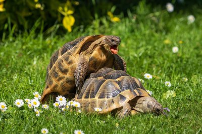 Enclos de la Tortue d'Hermann
