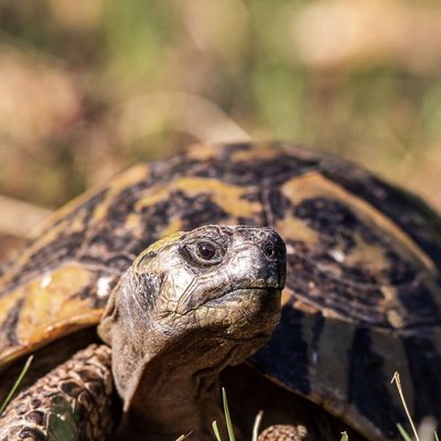 Tortue d'Hermann - Hibernation et comportement