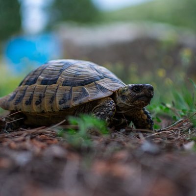 Tortue d'Hermann - Santé de la Tortue d'Hermann