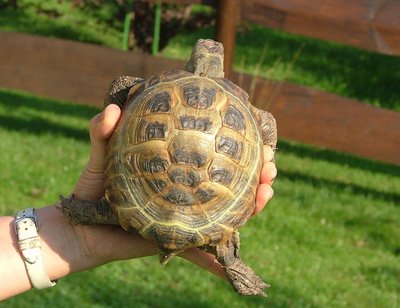 Tortue de Horsfield
