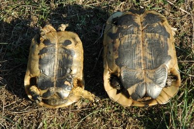Enclos de la Tortue grecque