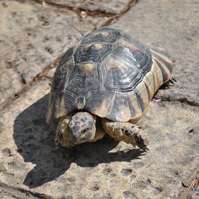 Tortue grecque - Hibernation et comportement