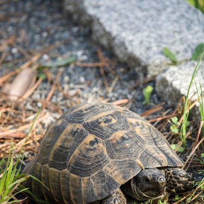 Tortue grecque - Santé de la Tortue grecque