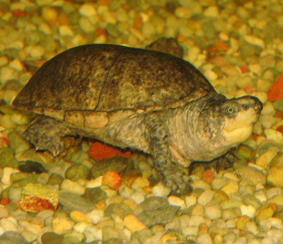 Aquarium de la Tortue musquée