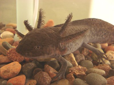 Alimentation de l'Axolotl