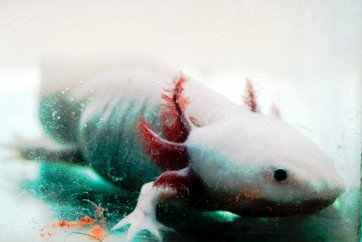 Aquarium de l'Axolotl