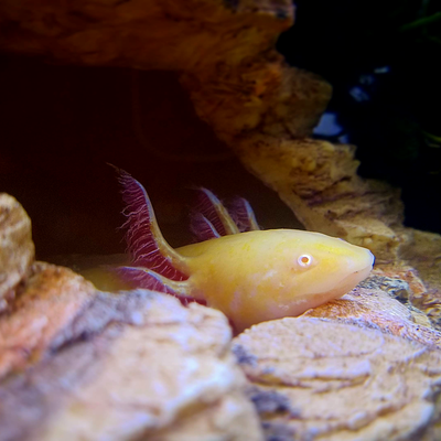 Axolotl - Comportement et manipulation