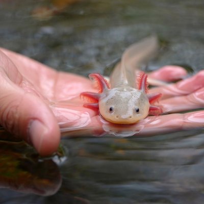Axolotl - Santé de l'Axolotl