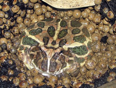 Terrarium de la Grenouille Pacman