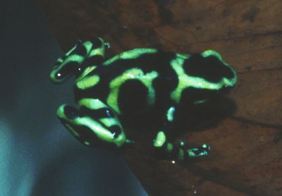 Terrarium du Dendrobate