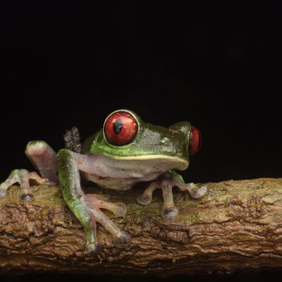 Rainette aux yeux rouges - Caractéristiques de la Rainette aux yeux rouges
