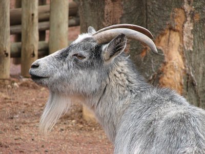 Alimentation de la Chèvre naine