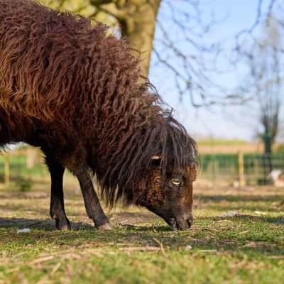 Mouton d'Ouessant - Caractéristiques du Mouton d'Ouessant