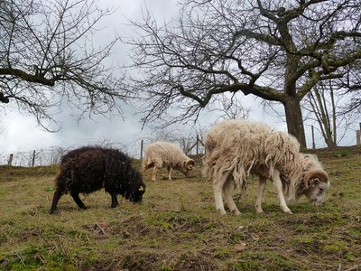Alimentation du Mouton d'Ouessant