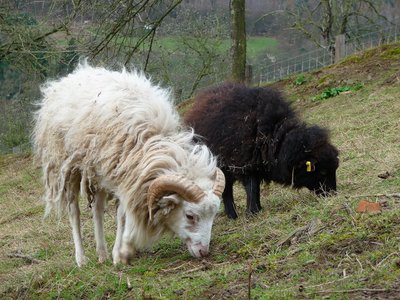 Pré et abri du Mouton d'Ouessant