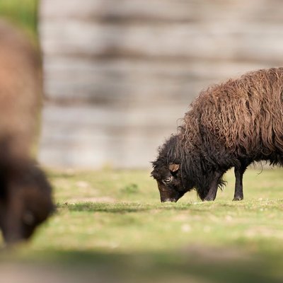 Mouton d'Ouessant - Tonte et vie en troupeau