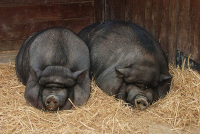 Alimentation du Cochon nain vietnamien