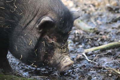 Enclos et abri du Cochon nain vietnamien