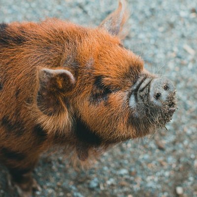 Kunekune - Caractéristiques du Kunekune