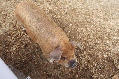 Kunekune