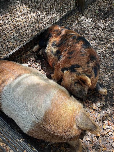 Kunekune