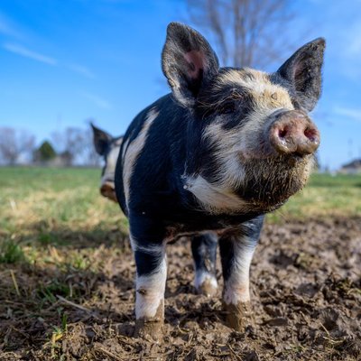 Kunekune - Caractère et éducation du Kunekune