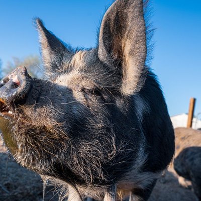 Kunekune - Santé du Kunekune