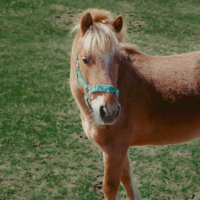 Poney Shetland - Caractéristiques du Poney Shetland